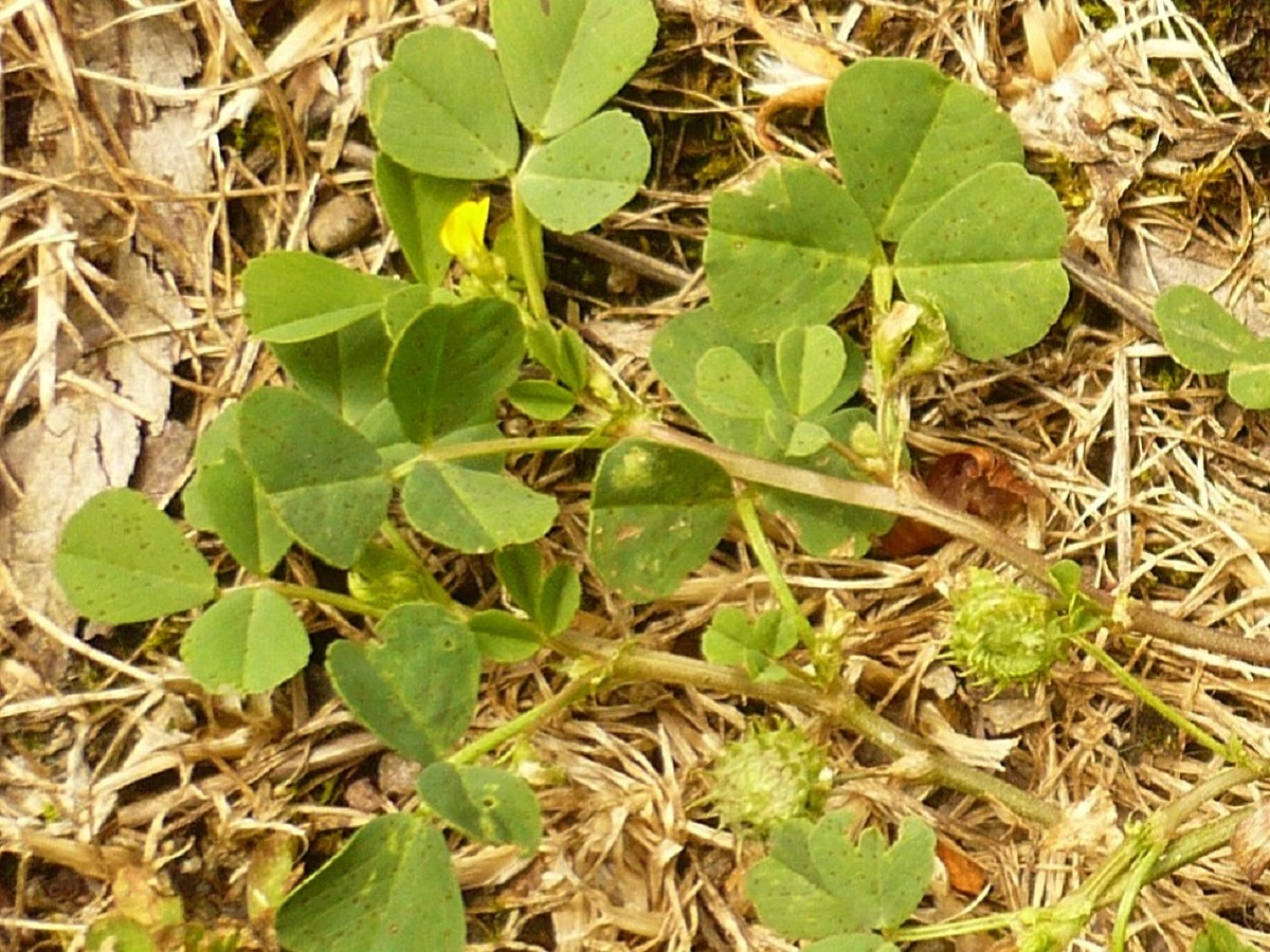 Medicago polymorpha (Fabaceae)